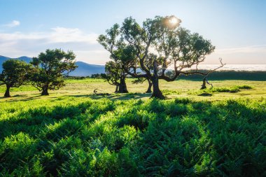 Centuries-old til trees in fantastic magical idyllic Fanal Laurisilva forest on sunset. Madeira island, Portugal clipart