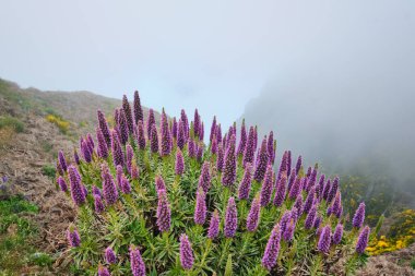 Pico do Arieiro yakınlarındaki dağları Madeira 'nın Gururu çiçekleri ve çiçek açan Cytisus çalıları ile bulutların arasında görün. Madeira Adası, Portekiz