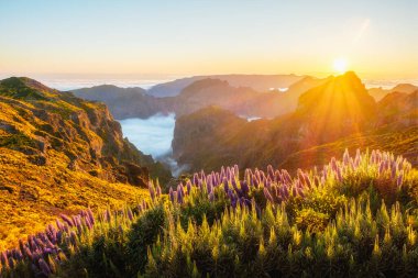 Pico do Arieiro 'dan Madeira' nın Gururu çiçekleriyle bulutların üzerindeki dağları ve gün batımında açan Cytisus çalılarını güneş ışığıyla izleyeceğiz. Madeira Adası, Portekiz