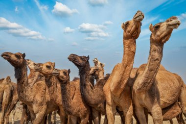 Pushkar Mela 'da (Pushkar Camel Fair) develer. Pushkar, Rajasthan, Hindistan
