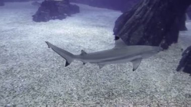 Kum deniz tabanında dönen köpekbalığı