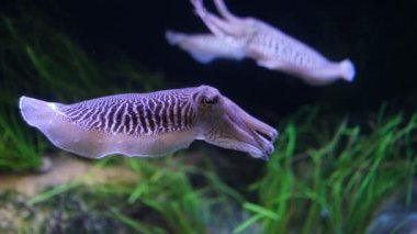 Avrupa 'daki yaygın mürekkep balığı Sepia officinalis sualtında - kalamar ve ahtapotla akraba olan sefalopod