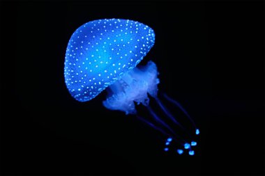 Biyolüminesans Denizanası Phyllorhiza punctata beyaz benekli denizanası yüzen çan, Avustralya benekli denizanası su altında ışıldıyor.