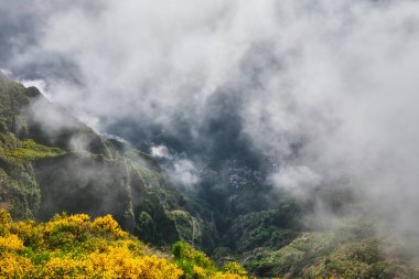 Miradouros do Paredao 'daki Curral das Freiras köyünün hava aracı görüntüsü, çiçek açan sarı Cytisus çalıları, Madeira Adası, Portekiz