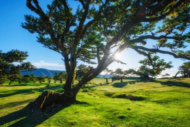 Centuries-old til trees in fantastic magical idyllic Fanal Laurisilva forest on sunset. Madeira island, Portugal clipart