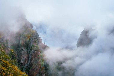 Sis ve bulutlarla kaplı Cytisus çalılarıyla kaplı bir dağ. Pico de Arieiro yakınlarında, Madeira adası, Portekiz