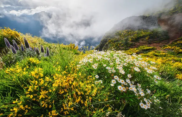 stock image Madeira landscape with daisy and Pride of madeira flowers and blooming Cytisus shrubs and mountains in clouds. Miradouros do Paredao, Madeira island, Portugal