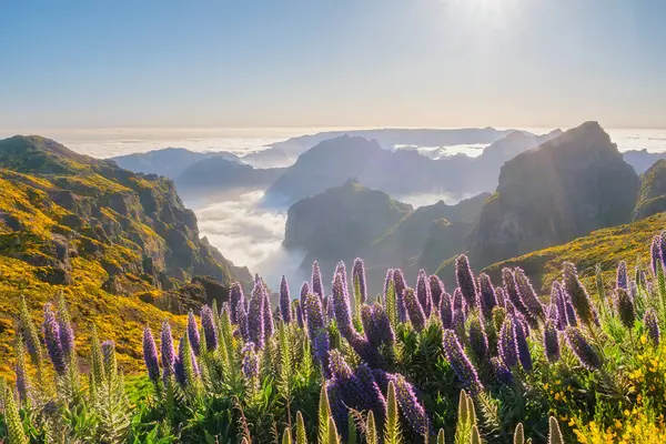 stock image View from Pico do Arieiro of mountains over clouds with Pride of Madeira flowers and blooming Cytisus shrubs on sunset with sunburst. Madeira island, Portugal