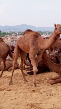 Develer tarlada Pushkar mela deve fuarını takas ediyor. Develer gün doğumunda çiğniyor. Ünlü Hint festivali Kartik mela. Pushkar, Rajasthan, Hindistan