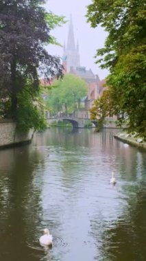 Brugge-Bruges kanalı, arka planda Meryem Ana Kilisesi ve köprünün altından geçen turist teknesiyle yaşlı ağaçların arasında suyla beyaz kuğular üzerinde. Brugge, Belçika