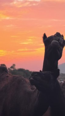 Pushkar mela deve fuarında gün batımında deve siluetleri. Pushcar Kamera Fuarı ünlü bir Hint festivalidir. Pushkar, Rajasthan, Hindistan