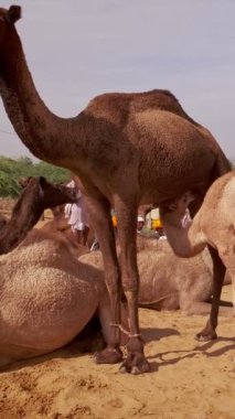 Develer tarlada Pushkar mela deve fuarını takas ediyor. Develer gün doğumunda çiğniyor. Ünlü Hint festivali. Pushkar, Rajasthan, Hindistan