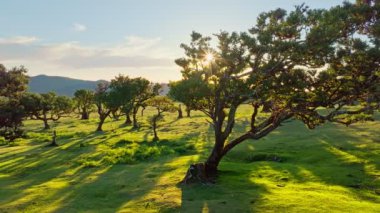 Gün batımında Fanal Laurisilva ormanındaki ağaçların üzerinde uçarken çekilen hava aracı görüntüleri. Madeira Adası, Portekiz. Kaydırma Taşıma Çekimi