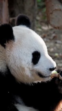 Çin turistik cazibesi - dev panda bambu yiyor. Chengdu, Sichuan, Çin