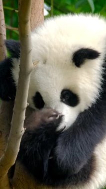 Ağaçtaki dev panda yavrusu. Chengdu, Sichuan, Çin