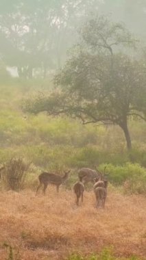 Ormanda sabah sisinde yürüyen benekli geyik (chital) ailesi. Yeşil ağaçlar, çalılar, çimenler. Ranthambore Ulusal Parkı 'nda mükemmel bir gün doğumu. Ekoloji çevre kavramı. Rajasthan, Hindistan.