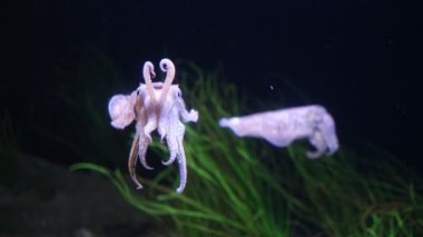 Avrupa 'daki yaygın mürekkep balığı Sepia officinalis sualtında - kalamar ve ahtapotla akraba olan sefalopod
