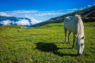 Sakin manzara arka plan - Himalaya dağlarında dağ çayır üzerinde otlatma at. Himachal pradesh, Hindistan