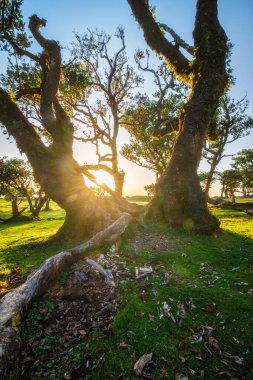 Günbatımında muhteşem büyülü Fanal Laurisilva ormanında yüzyıllar öncesinden kalma ağaçlar. Madeira Adası, Portekiz