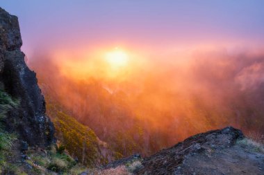 Gün batımındaki dağlar sis ve bulutlarla kaplı, çiçek açan Cytisus çalılarıyla. Pico de Arieiro yakınlarında, Madeira adası, Portekiz