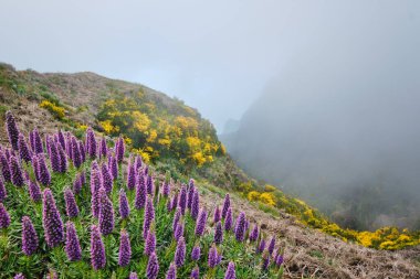 Pico do Arieiro yakınlarındaki dağları Madeira 'nın Gururu çiçekleri ve çiçek açan Cytisus çalıları ile bulutların arasında görün. Madeira Adası, Portekiz