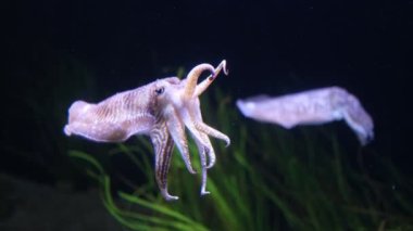 Avrupa 'daki yaygın mürekkep balığı Sepia officinalis sualtında - kalamar ve ahtapotla akraba olan sefalopod