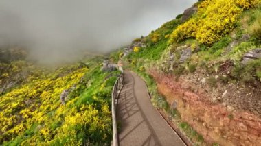Madeira turizmi - Sabit çekim yolu üzerinde Cytisus çalıları, Portekiz ve bulutlardaki dağlar üzerinde yürüyüş. Miradouros do Paredao, Madeira Adası, Portekiz. Dolly hareketini it.