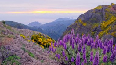 Pico do Arieiro yakınlarında bulutların üzerinden Madeira Gururu çiçekleriyle ve renkli gökyüzü ile gün doğumunda çiçek açan Cytisus çalılarıyla birlikte görülebilir. Madeira Adası, Portekiz