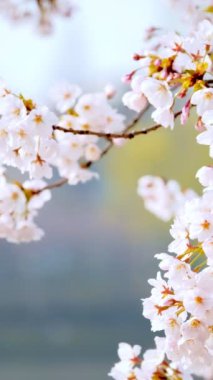Çiçek açan sakura kiraz çiçeği yakın kadar arka plan bahar, Güney Kore