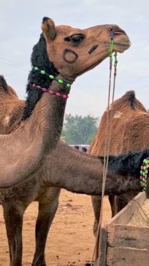 Pushkar mela deve fuarında develer. Pushcar Kamera Fuarı ünlü bir Hint festivalidir. Pushkar, Rajasthan, Hindistan