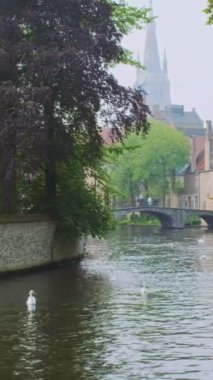 Brugge-Bruges kanalı, arka planda Meryem Ana Kilisesi ve köprünün altından geçen turist teknesiyle yaşlı ağaçların arasında suyla beyaz kuğular üzerinde. Brugge, Belçika