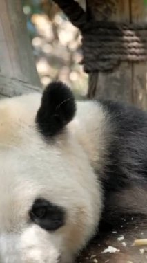 Çin turistik cazibesi - dev panda bambu yiyor. Chengdu, Sichuan, Çin