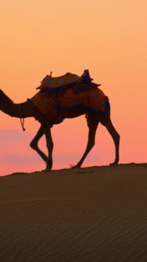 Hintli cameleers deve sürücüsü gün batımında Thar çölünün kum tepelerinde deve siluetleriyle. Rajasthan 'daki karavan turizm arka planında safari macerası. Jaisalmer, Rajasthan, Hindistan