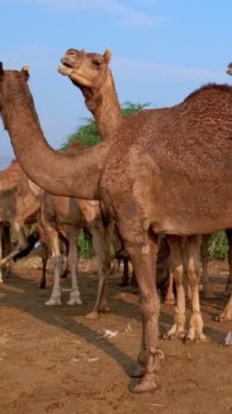 Pushkar mela deve fuarında deve sürüsü. Develer çiğniyor. Ünlü Hint festivali. Pushkar, Rajasthan, Hindistan