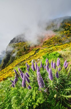 Madeira manzarası Madeira Gururu çiçekleri ve çiçek açan Cytisus çalıları ve bulutlardaki dağlar. Miradouros do Paredao, Madeira Adası, Portekiz