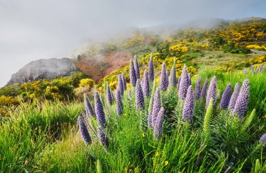 Madeira manzarası Madeira Gururu çiçekleri ve çiçek açan Cytisus çalıları ve bulutlardaki dağlar. Miradouros do Paredao, Madeira Adası, Portekiz