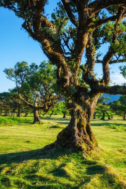 Günbatımında muhteşem büyülü Fanal Laurisilva ormanında yüzyıllar öncesinden kalma ağaçlar. Madeira Adası, Portekiz
