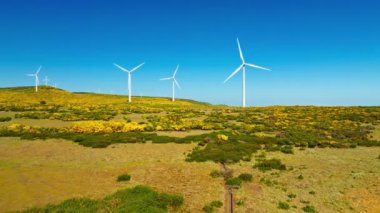 Portekiz 'de yeşil yenilenebilir alternatif enerji - Portekiz' in Madeira adasında rüzgar jeneratörü türbinleri Cytisus çiçek çalıları arasında elektrik rüzgârı çiftliği oluşturur. Dolly hareketine yaklaş.