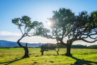 Günbatımında muhteşem büyülü Fanal Laurisilva ormanında yüzyıllar öncesinden kalma ağaçlar. Madeira Adası, Portekiz