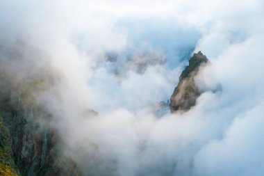 Sis ve bulutlarla kaplı Cytisus çalılarıyla kaplı bir dağ. Pico de Arieiro yakınlarında, Madeira adası, Portekiz