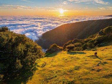 Bulutların üzerinde gün doğumunun ve Portekiz 'in Madeira adasındaki Fanal Dağı' nda otlayan ineklerin bulunduğu yeşil tepelerin havadan görünüşü.