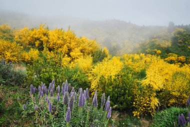 Madeira manzarası Madeira Gururu çiçekleri ve çiçek açan Cytisus çalıları ve bulutlardaki dağlar. Miradouros do Paredao, Madeira Adası, Portekiz