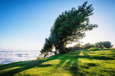 Yüzyıllar öncesinden kalma muhteşem büyülü Fanal Laurisilva ormanındaki ağaçlar gün doğumunda. Madeira Adası, Portekiz