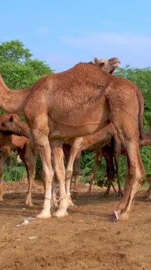 Pushkar Mela Pushkar Deve Fuarı 'ndaki develer Pushkar, Rajasthan, Hindistan' daki ünlü turistik eğlence merkezi.