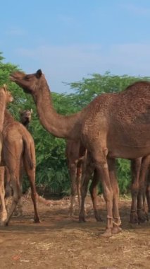 Pushkar Mela Pushkar Deve Fuarı 'ndaki develer Pushkar, Rajasthan, Hindistan' daki ünlü turistik eğlence merkezi. Dolly vurdu.