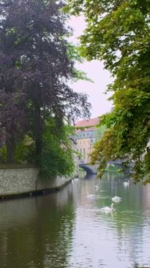 Brugge-Bruges kanalı, arka planda Meryem Ana Kilisesi ve köprünün altından geçen turist teknesiyle yaşlı ağaçların arasında suyla beyaz kuğular üzerinde. Brugge, Belçika