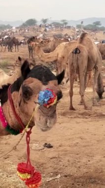 Pushkar mela tarlada deve ticareti yapıyor. Dekorasyonlu develer gün doğumunda çiğniyor. Ünlü Hint festivali. Pushkar, Rajasthan, Hindistan