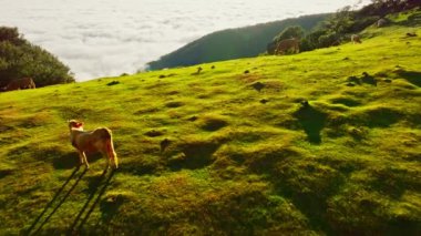Portekiz 'in Madeira adasında Fanal Dağı' nda otlayan ineklerle bulutların üzerinde gün doğumunun ve yeşil tepelerin havadan görünüşü. Dolly hareketine yaklaş.