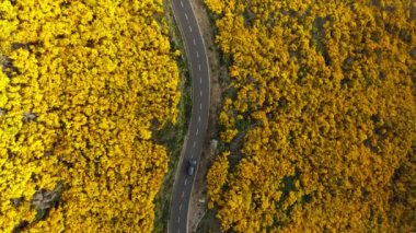 Hava üstü İHA 'sı, Portekiz' de Pico do Arieiro yakınlarında çiçek açan sarı Cytisus çalıları arasında giden yolu takip ediyor.