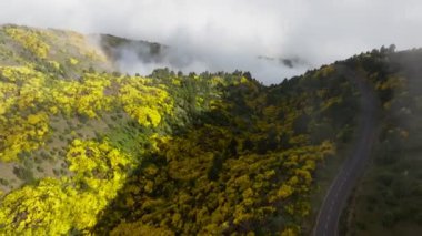 Portekiz 'de Pico do Arieiro yakınlarında çiçek açan sarı Cytisus çalıları arasındaki hava manzarası. Dolly hareketine yaklaş.